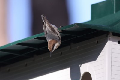 Brown-headed Nuthatch