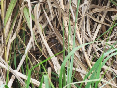 Sedge Wren