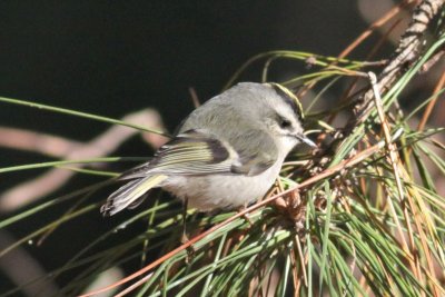 Kinglets and Gnatcatchers