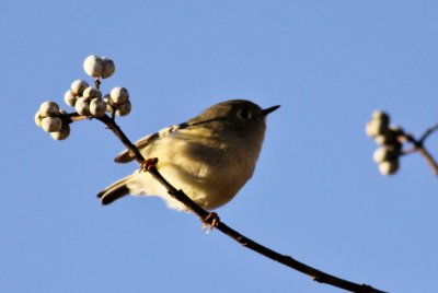 Ruby-crowned Kinglet