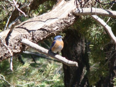 Western Bluebird