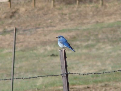 Mountain Bluebird