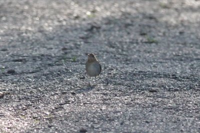 Veery