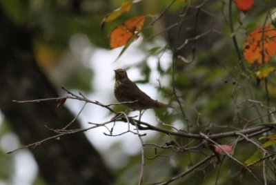 Swainson's Thrush