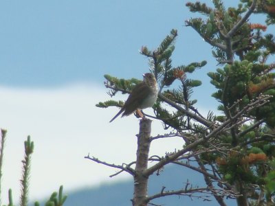 Bicknell'sThrush
