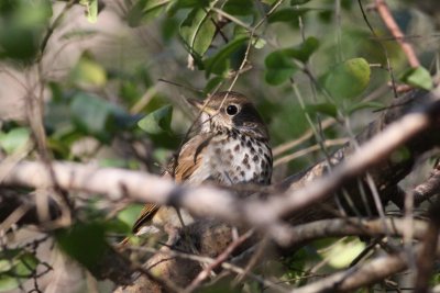 Hermit Thrush