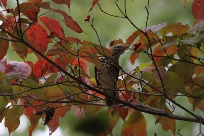 Wood Thrush