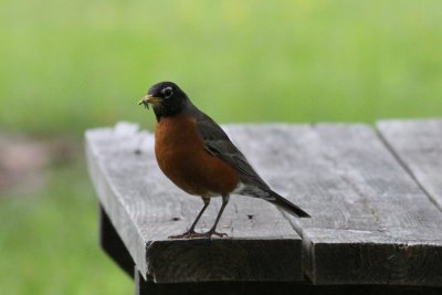 American Robin