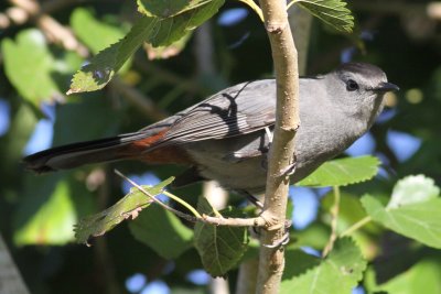 Gray Catbird