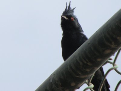Phainopepla