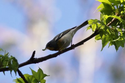 Northern Parula