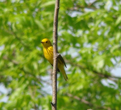 Yellow Warbler