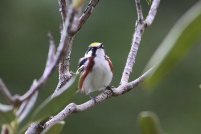 Chestnut-sided Warbler
