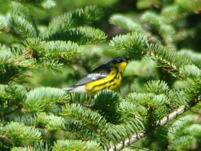 Magnolia Warbler