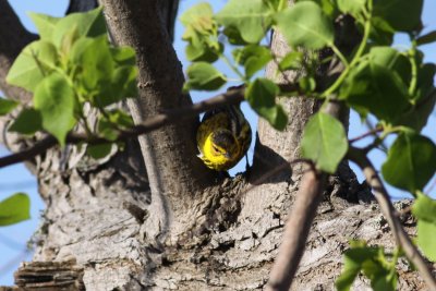 Cape May Warbler