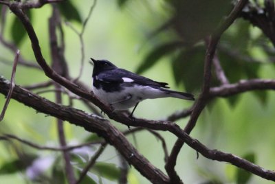 Black-throated Blue Warbler