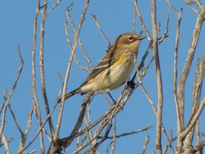 Yellow-rumped Warbler