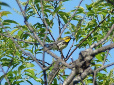 Black-throated Green Warbler