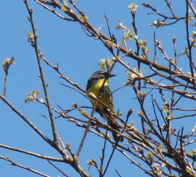 Kirtland's Warbler