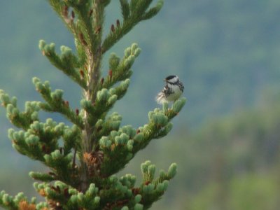 Blackpoll Warbler