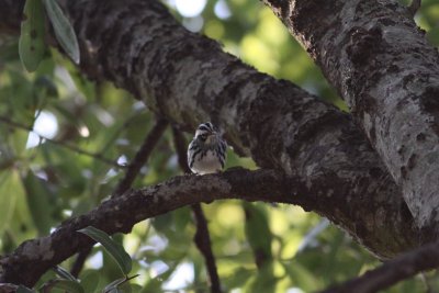 Black-and-White Warbler