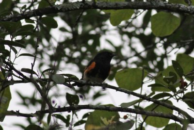 American Redstart
