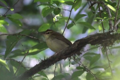 Swainson's Warbler