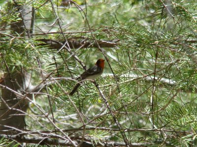 Red-faced Warbler