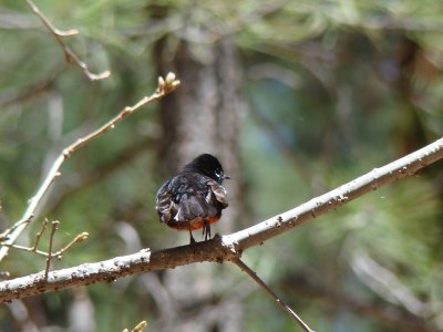 Painted Redstart