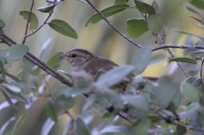 Olive Sparrow
