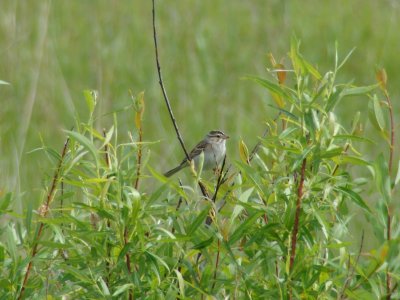 Clay-colored Sparrow