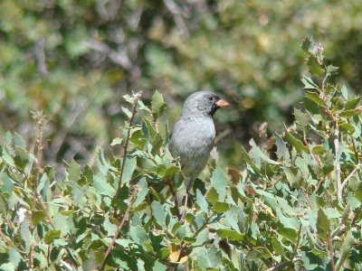 Black-chinned Sparrow