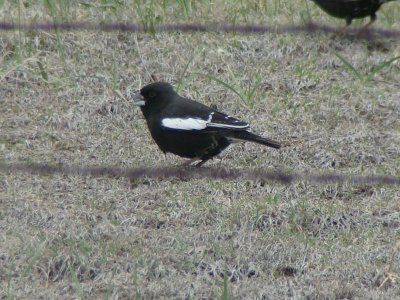 Lark Bunting