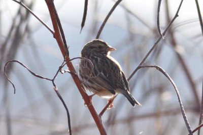 Savannah Sparrow