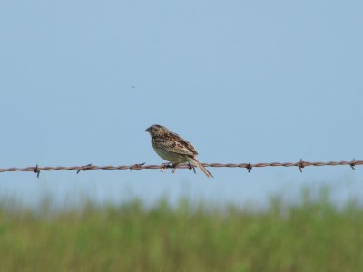 Grasshopper Sparrow