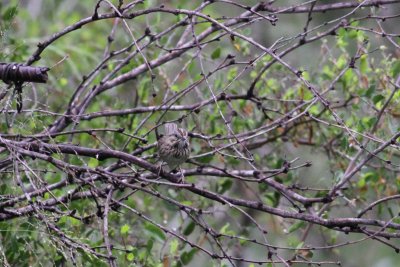 Lincoln's Sparrow