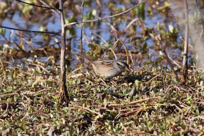 Swamp Sparrow
