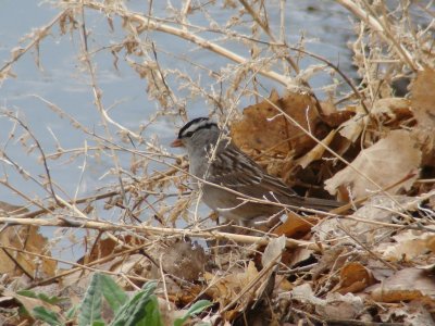 White-crowned Sparrow
