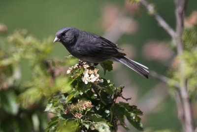 Dark-eyed Junco