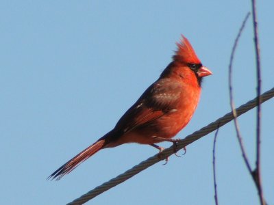 Northern Cardinal