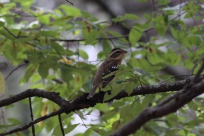 Rose-breasted Grosbeak
