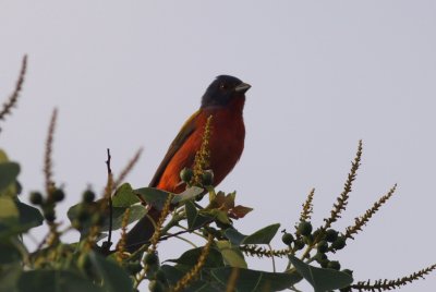 Painted Bunting