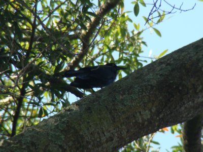 Common Grackle