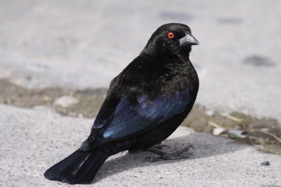 Bronzed Cowbird