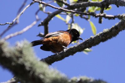 Orchard Oriole