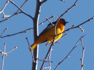 Bullock's Oriole