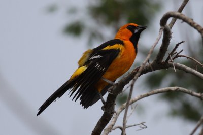 Altamira Oriole