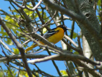 Baltimore Oriole