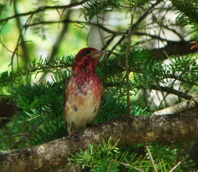 Finches