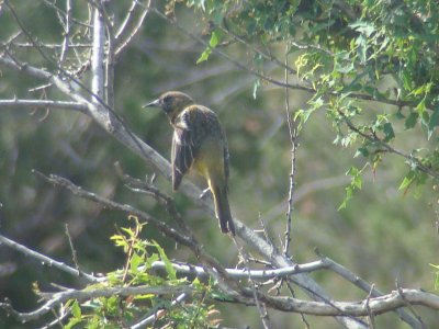 Scott's Oriole